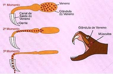 Anatomia da cobra