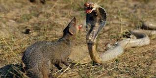 Magusto enfrenta a cobra