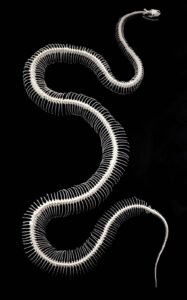 Anatomia da Cobra/ - Ranashaw