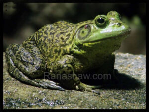 Rã Touro Gigante Ranashaw