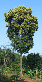 Arvore Frutífera Mangueira