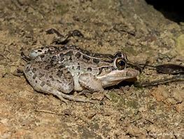 Rã Nativa do Brasil