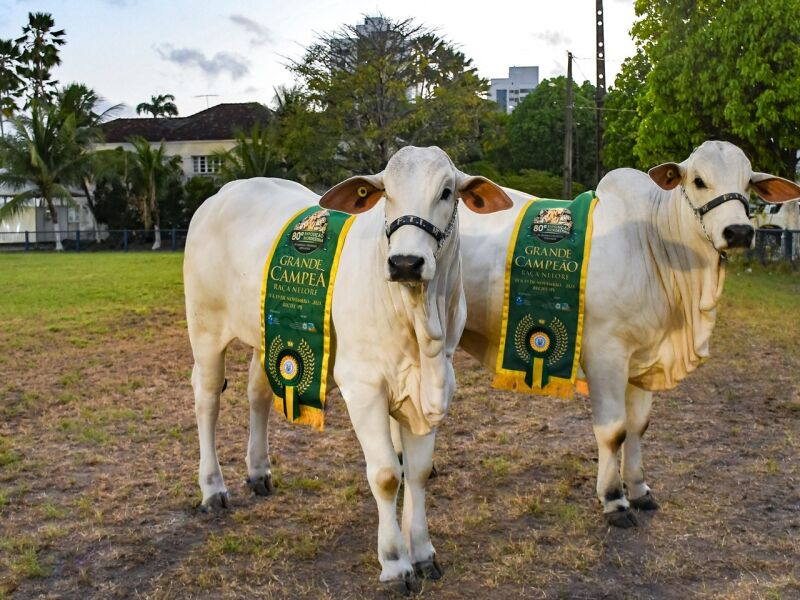 Exposição de Animais