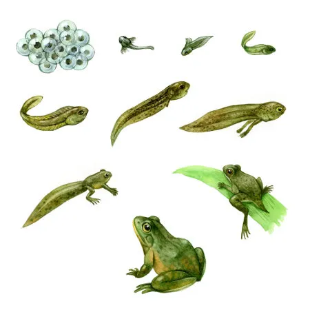 Metamorfose da Rã Touro Gigante