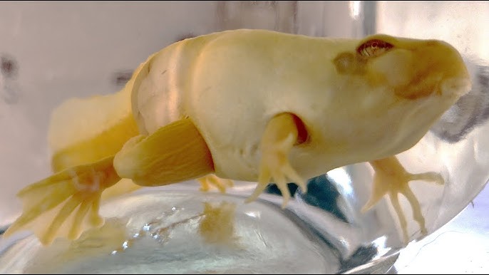 Girino em metamorfose