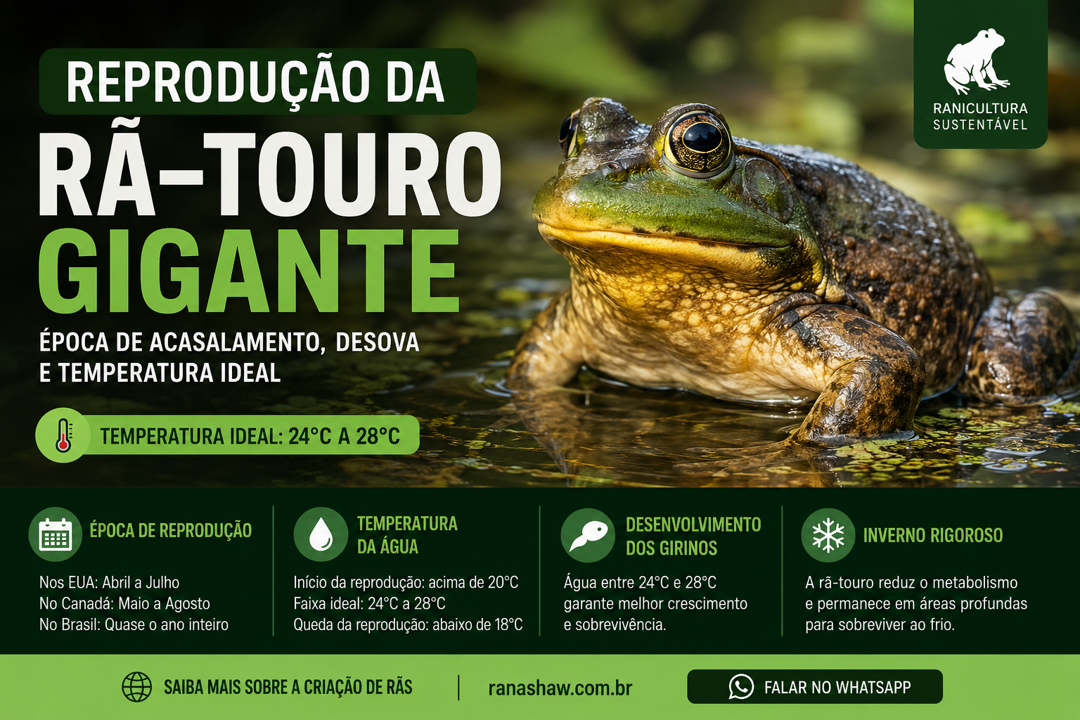 Reprodução da Rã Touro Gigante Reprodução da Rã Touro Gigante
